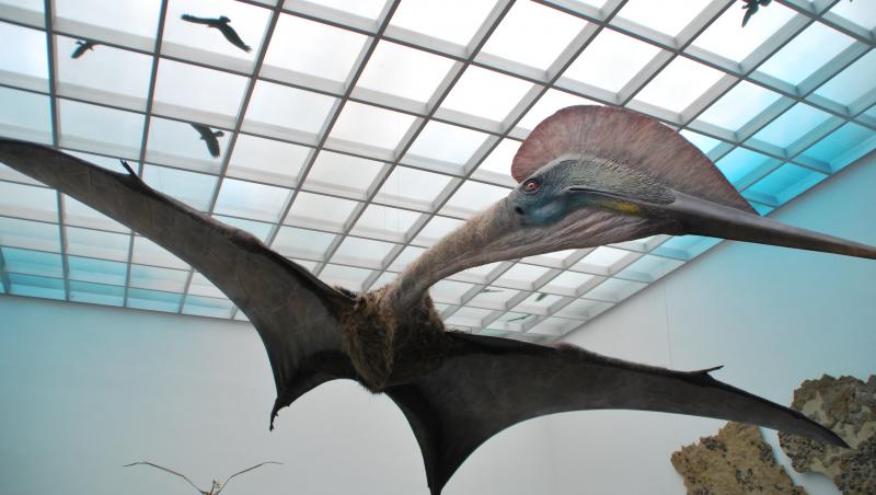 Dinozaur descoperit în România, expus la Muzeul Antipa! Cum arată creatura cu aripi de 12 metri!