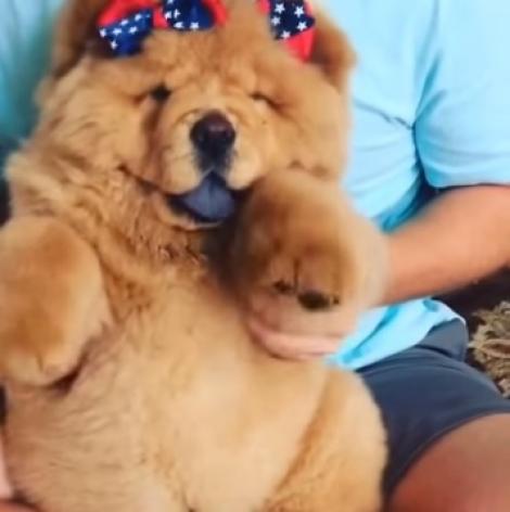 Râzi cu lacrimi! Acest câine dansează mai bine decât mulți din cluburi! (VIDEO)