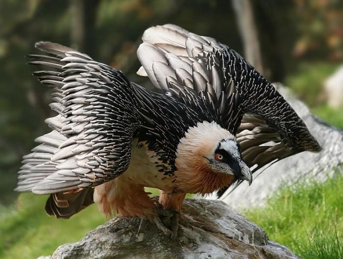 Unul dintre cei mai mari vulturi din lume zboară deasupra Rom&acirc;niei, după 83 de ani