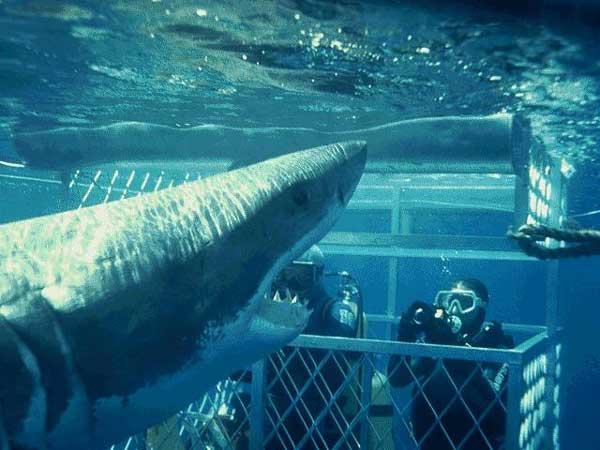 VIDEO din ad&acirc;ncuri! Cresc doar un centimetru pe an și trăiesc 40 de decenii. Imagini spectaculoase cu rechinii din Groenlanda