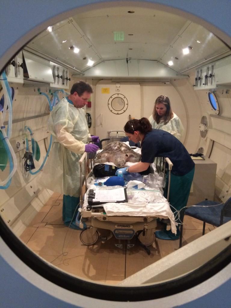 Ţestoasa Tucker, primul animal tratat cu oxigen hiperbaric! Medicii i-au salvat viața în ultimul moment!