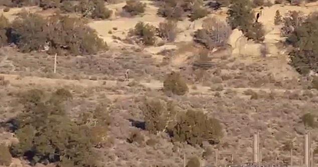 Creatură misterioasă, filmată de niște fermieri! Fiara din povești chiar există! (VIDEO)