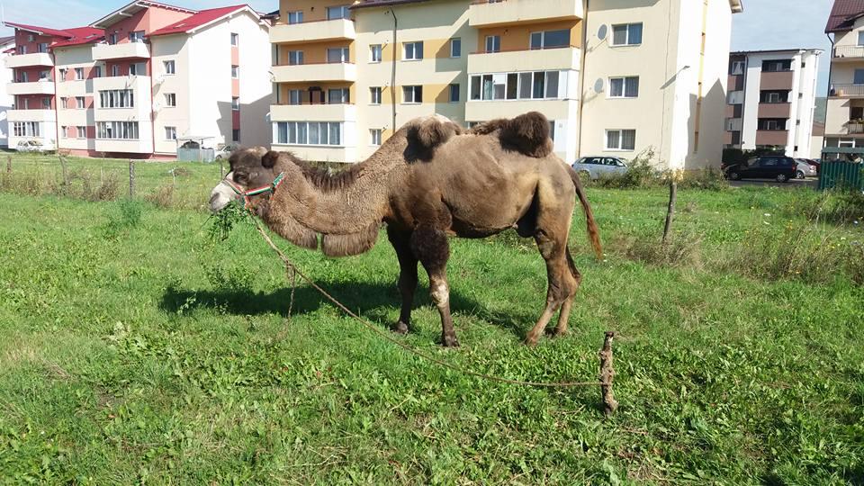 &Icirc;n Floreștii de Cluj cămilele pasc ca-n Somalia!