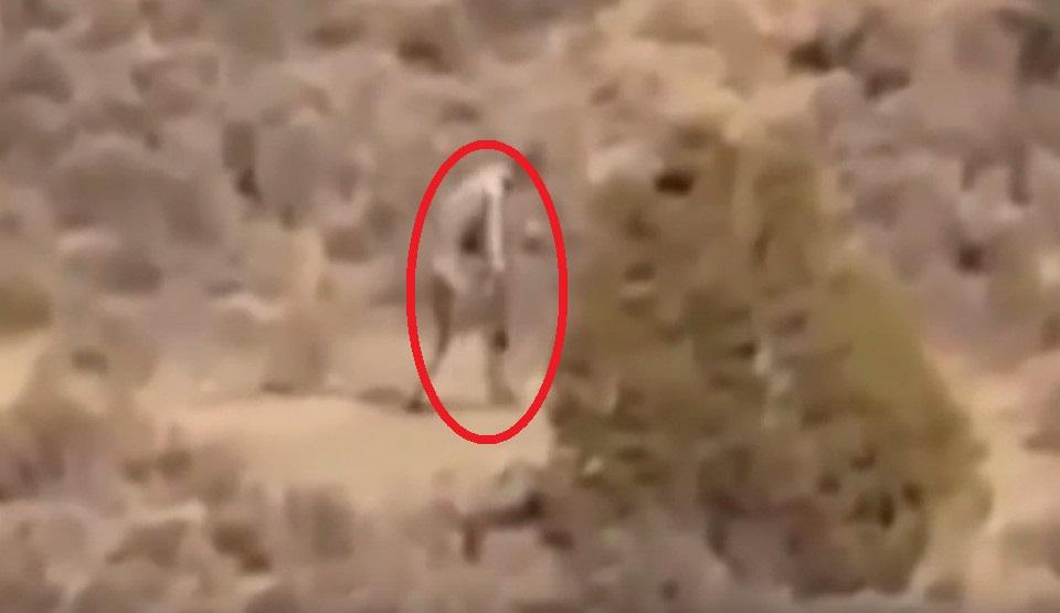 Creatură bizară, surprinsă &icirc;ntr-o zonă secetoasă din Portugalia. ''Este un extraterestru''