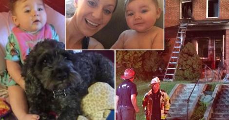 Povestea lui Polo, câinele erou! A salvat o fetiță de opt luni dintr-un incendiu și apoi a murit. A acoperit-o cu trupul lui, în calea flăcărilor