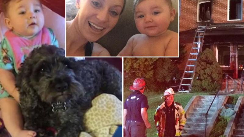 Povestea lui Polo, câinele erou! A salvat o fetiță de opt luni dintr-un incendiu și apoi a murit. A acoperit-o cu trupul lui, în calea flăcărilor