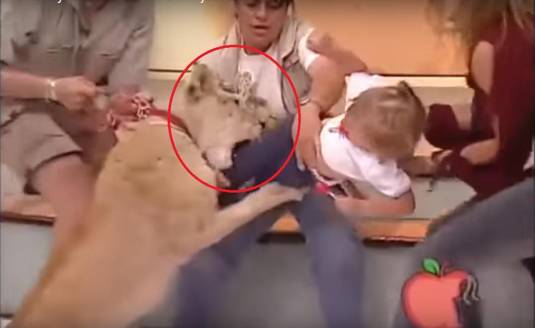 Imagini ȘOCANTE! Bebeluș la un pas de a fi m&acirc;ncat de leu, &icirc;ntr-o emisiune &icirc;n direct. Mama &icirc;ncepe să tragă de cel mic prins &icirc;n colții animalului