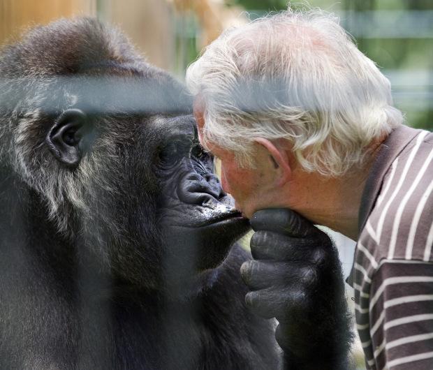 De 18 ani, un cuplu trăiește cu o gorilă de 175 kg &icirc;n apartament. Nu au mai plecat de acasă de 13 ani. Au renunțat la tot pentru ea