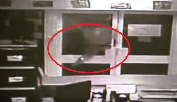 Trei crocodili ucigași au fost eliberaţi &icirc;ntr-o şcoală din Australia - VIDEO