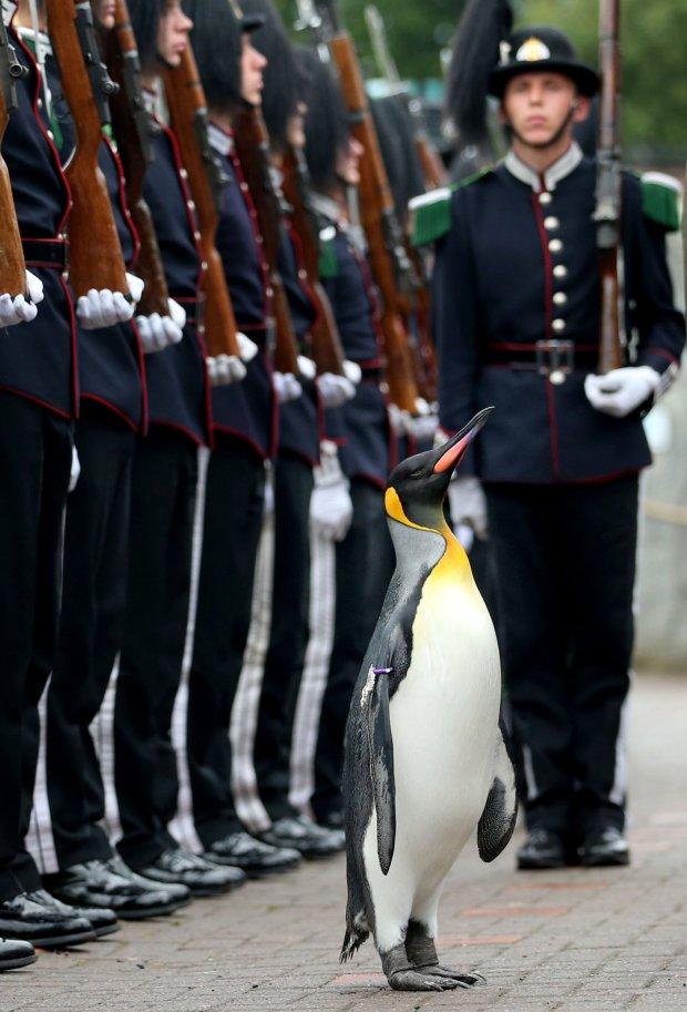 Un pinguin din Scoția a fost decorat &icirc;n cadrul unei ceremonii militare. A primit gradul de &bdquo;șef de brigadă&rdquo;