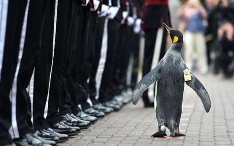 Un pinguin a fost numit înalt ofițer al armatei norvegiene! Și nu este o glumă! Motivul?