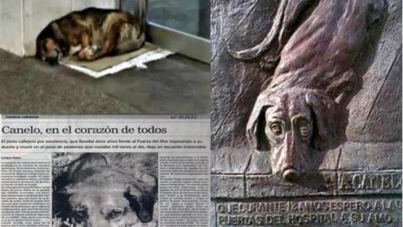 Un câine a așteptat 12 ani în fața unui spital, apoi a murit tragic! Azi, statuia lui dă tuturor o lecție emoționantă!