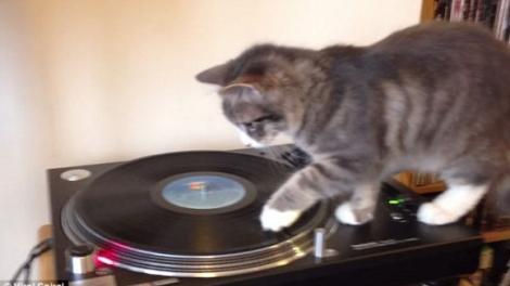 O pisicuță a descoperit că în ea zace un talentat DJ. Mixează muzica mai ceva decât miaună! VIDEO