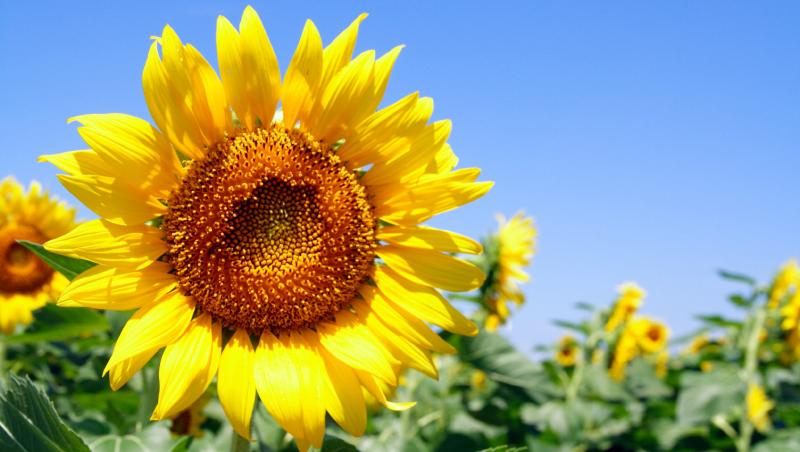 Cum se rotește floarea-soarelui după... Soare? Cercetători au explicat totul, pas cu pas