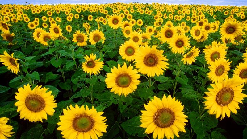Cum se rotește floarea-soarelui după... Soare? Cercetători au explicat totul, pas cu pas