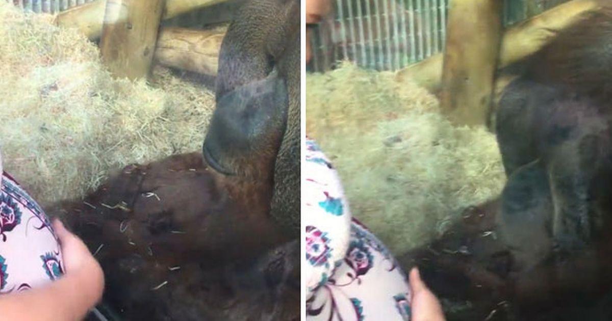 Moment emoţionant la o grădina zoologică! Ce a făcut un urangutan după ce s-a apropiat periculos de mult de o vizitatoare &icirc;nsărcinată