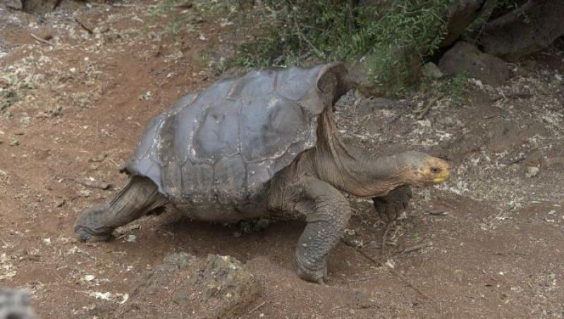 Diego, țestoasa sex-simbol care și-a salvat specia de la extincție. Are peste 100 de ani, 800 de pui și face fericite șase femele pe zi. Se pare că nu stă degeaba!
