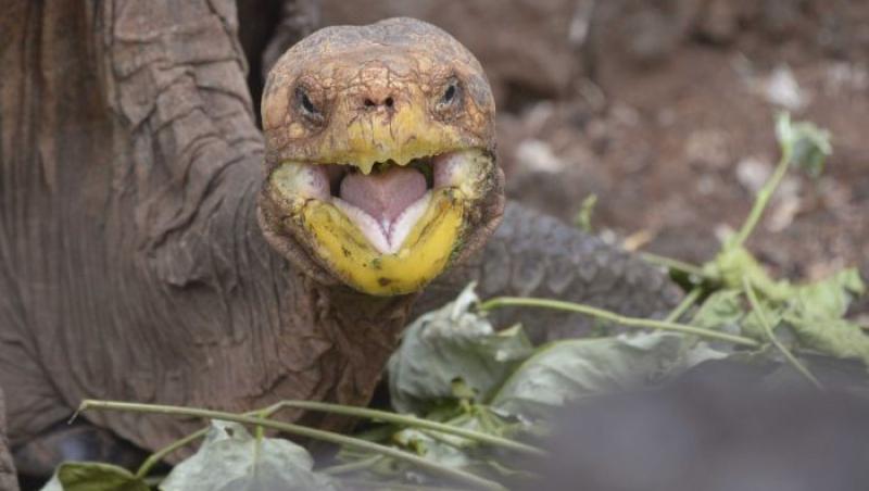 Diego, țestoasa sex-simbol care și-a salvat specia de la extincție. Are peste 100 de ani, 800 de pui și face fericite șase femele pe zi. Se pare că nu stă degeaba!