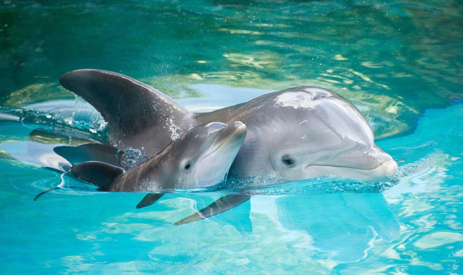 Prima conversaţie dintre doi delfini! Au fost &icirc;nregistrate cuvinte şi propoziţii