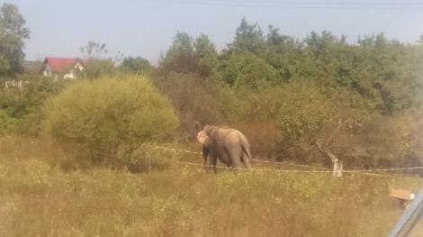 Un elefant a fugit de la un circ din Râmnicu Vâlcea, fiind capturat de pe un deal din oraş şi dus înapoi