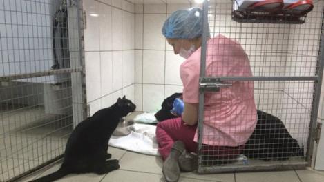 Felina cu suflet de om! O pisicuţă invalidă îşi petrece timpul îngrijind animale bolnave. Imagini care te vor impresiona!
