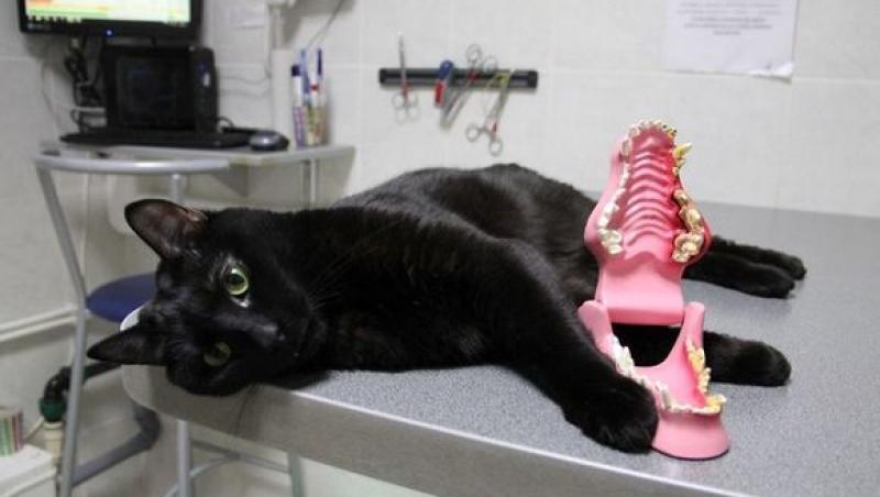 Felina cu suflet de om! O pisicuţă invalidă îşi petrece timpul îngrijind animale bolnave. Imagini care te vor impresiona!