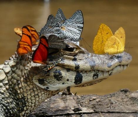 Un crocodil cu fluturi în cap e noua senzație a internetului! Oameni din întreaga lume au început să se certe din cauza lui! Tu ce părere ai?