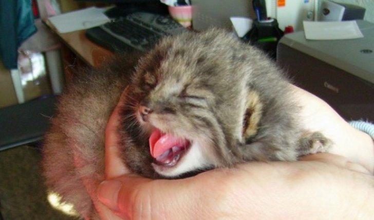 Un rus a găsit patru pui de pisică &icirc;n grădină. C&acirc;nd au &icirc;nceput să crească și-a dat seama că se &icirc;nșelase!