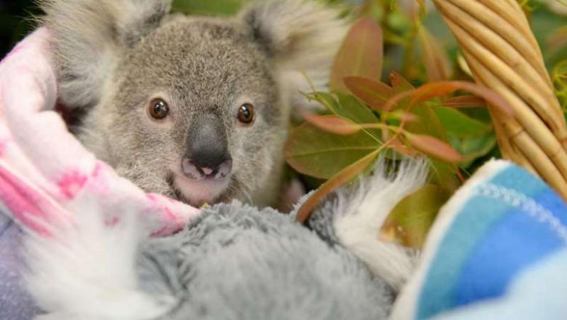 Ce face un pui de koala orfan pentru a simți dragostea pierdută a mamei. Clipul care te va face să plângi!