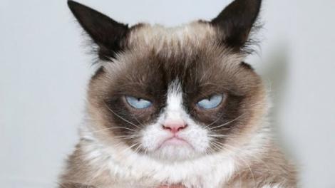 Cea mai valoroasă pisicuță! Cum arată fotografia cu Grumpy Cat care valorează 700.000 de euro