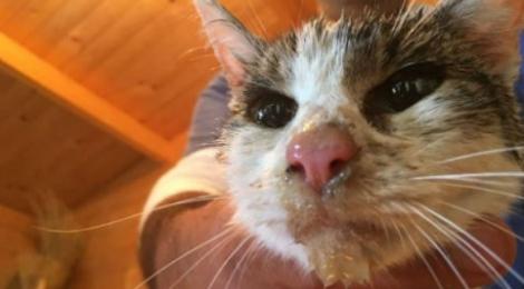 Emoționant! O pisică fost  găsită în viaţă sub ruinele din Amatrice, la cinci zile de la cutremur. Salvatorii au plâns!