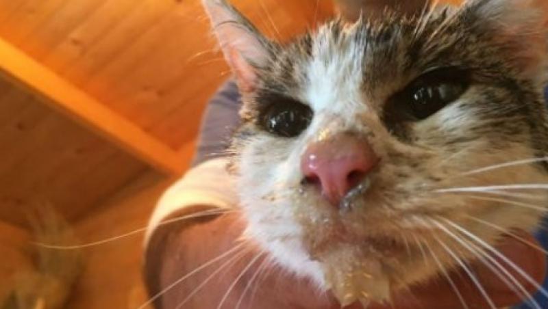 Emoționant! O pisică fost  găsită în viaţă sub ruinele din Amatrice, la cinci zile de la cutremur. Salvatorii au plâns!