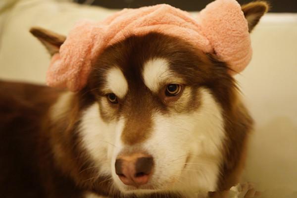 Fiul unui miliardar chinez i-a cumpărat căţeluşei sale opt telefoane iPhone 7