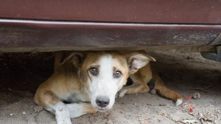 Cine schingiuiește un animal ar putea scăpa basma curată! Legea care va revolta iubitorii de animale