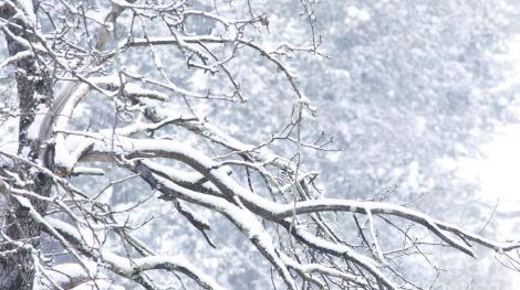 Ninge în România! Oamenilor nu le vine să creadă. Primele imagini cu zăpadă