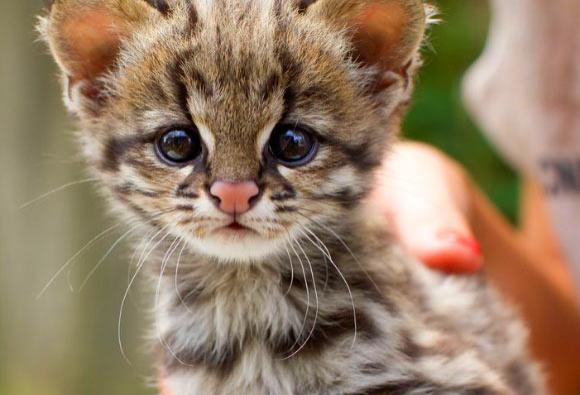 Măcel &icirc;n pădurile Rom&acirc;niei! Peste 470 de pisici sălbatice urmează să fie &icirc;mpușcate! "Motivația din spatele acestui ordin devine &icirc;ndoielnică"