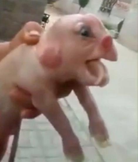 Imagini terifiante. S-a născut porcul cu față de om și nimeni știe ce înseamnă asta!