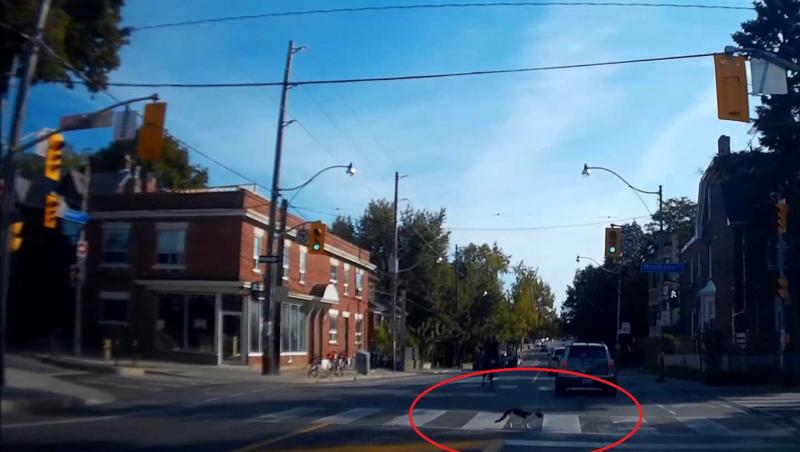 O dată, de două ori, tot timpul! O pisică a cucerit internetul după ce a fost filmată cum traversează strada numai pe trecerea de pietoni (VIDEO)