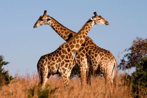 Pe planetă există patru specii de girafe! Cum arată acestea și care sunt diferențele?