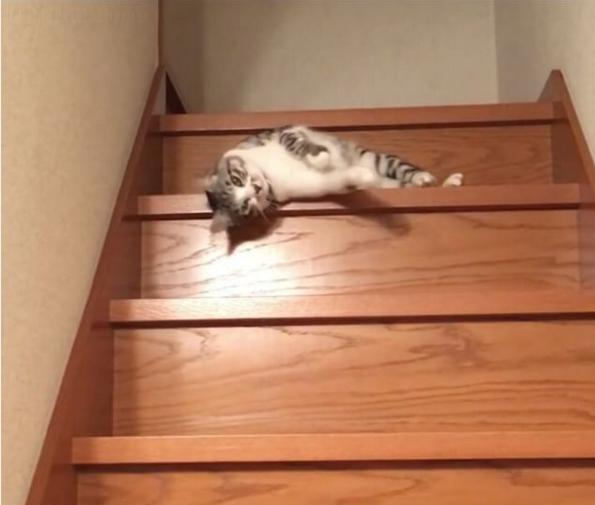 VIDEO: Asta este cea mai LENEŞĂ pisică din toate timpurile! Râzi cu lacrimi când vezi cum coboară scările