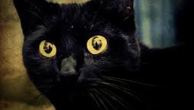 De ce pisica neagră aduce ghinion și cum de norocul poate fi atras de o banală potcoavă? Tu te-ai întrebat vreodată de unde vin superstițiile?