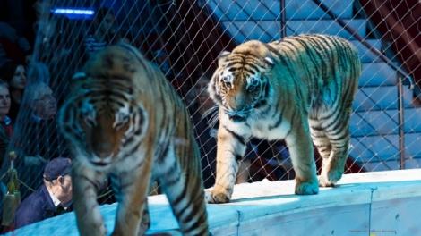 Unsprezece animale de la Circul Globus, printre care tigri, caini si pisici, au murit în incendiul care a cuprins o clădire cu grajduri