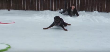 VIRAL. Cei mai haioși câini și  întâlnirea cu zăpada. Merg în două lăbuțe, se dau cu placa și patinează... în șpagat. Râzi cu lacrimi!