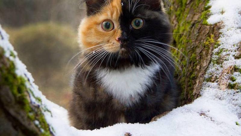 FOTO: O eroare genetică a transformat-o în cea mai iubită pisică din lume! Cum arată cealaltă jumătate de faţă