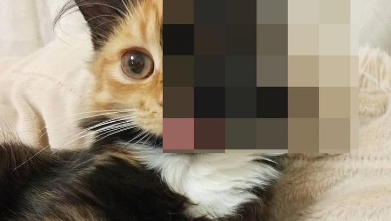 FOTO: O eroare genetică a transformat-o în cea mai iubită pisică din lume! Cum arată cealaltă jumătate de faţă