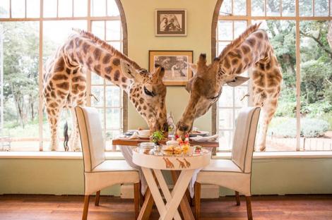 Singurul loc din lume în care poți lua masa cu... girafele. Animalele bagă capul prin ferestrele deschise și se servesc. Imaginile sunt adorabile!