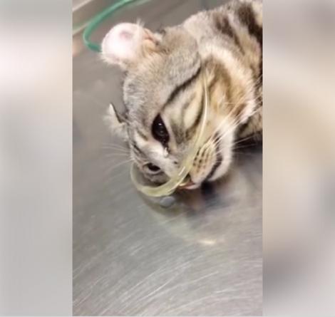 O pisicuță bătută plânge, în timp ce primește îngrijiri medicale. Imaginile îți rup sufletul. Nu ai cum să rămâi indiferent! (VIDEO)