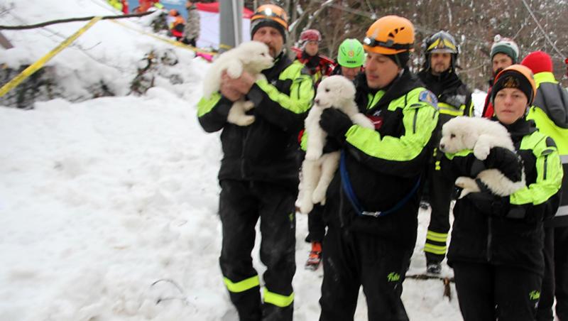 VIDEO emoționant! Trei cățeluși au fost găsiți în viață, după cinci zile, în hotelul înghițit de avalanșă. Șase oameni au murit în Italia, alți 23 sunt încă dispăruți