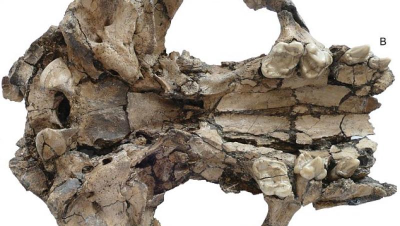 Arheologii chinezi au făcut o descoperire uimitoare: „ vidra gigantică care a trăit acum șase  milioane de ani, de mărimea unui lup”. FOTO