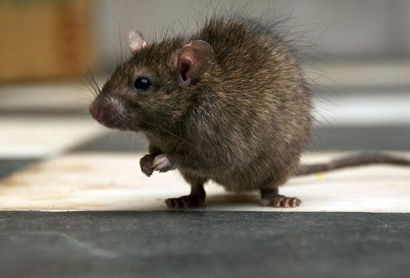 Un bărbat a prins șoarecele care-i fura din magazin și i-a aplicat o corecție de zile mari! Mori de râs dacă vezi ce i-a făcut!